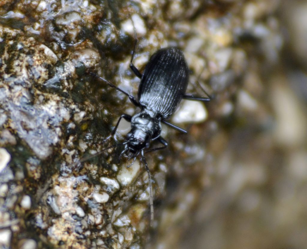 Nebria jockischii, Carabide